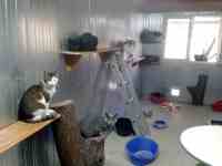 Intérieur du box commun chats